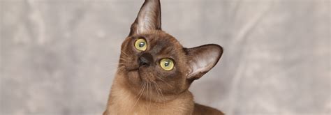 Burmese Cat Personality Temperament Whiskas Philippines