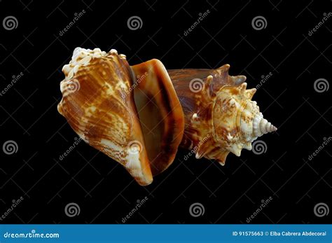 Florida Fighting Conch Stock Image Image Of Florida 91575663