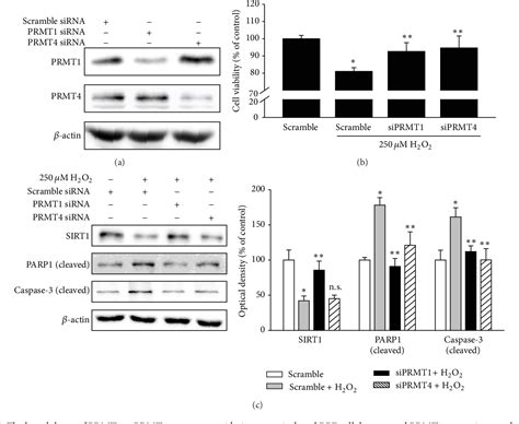 Figure From Prmt And Prmt Regulate Oxidative Stress Induced Retinal