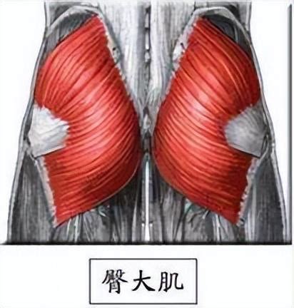 一文正確認識臀肌，了解翹臀的基礎 每日頭條