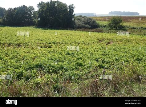 Solanum Tuberosum Potato Stock Photo Alamy