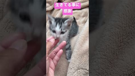 右手が不自由な子猫を飼って思ったこと 動物（犬・猫 他色々）【まとめ動画】