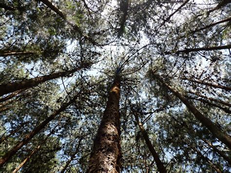 Free Images Tree Nature Forest Outdoor Branch Blossom Sky Leaf