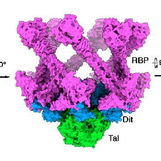 Topological Model Of The Phage Tuc2009 P335 Type II Adhesion Device