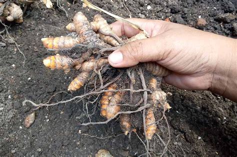 How To Plant And Grow Turmeric Gardener S Path