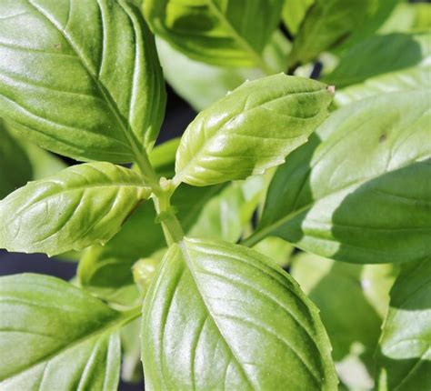 Le Erbe Aromatiche Da Coltivare Sul Balcone Donna Moderna