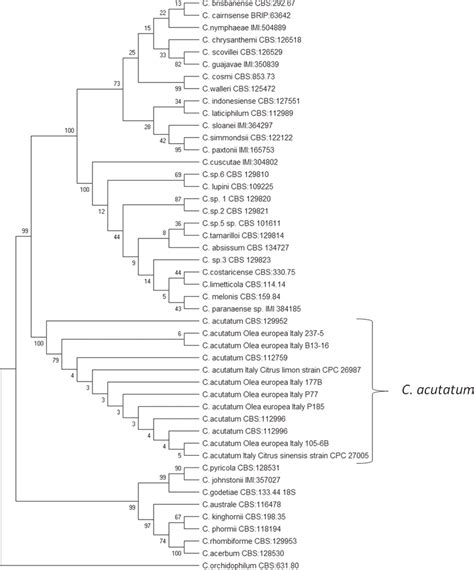 Phylogenetic Analysis Of The 47 Colletotrichum Acutatum Species Complex Download Scientific