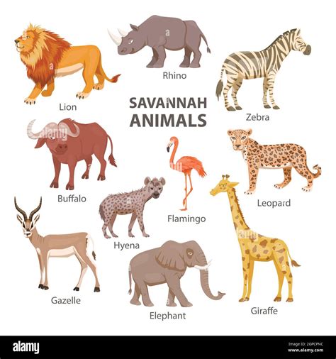 African Savannah Wild Animal Set. Lion, Rhino, Zebra, Buffalo, Giraffe, Flamingo, Leopard ...