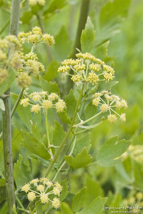 Liebstöckel Maggikraut Levisticum Officinale Doldenblütler Apiaceae