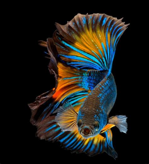 Halfmoon betta fish pez luchador siamés captura movimiento de peces