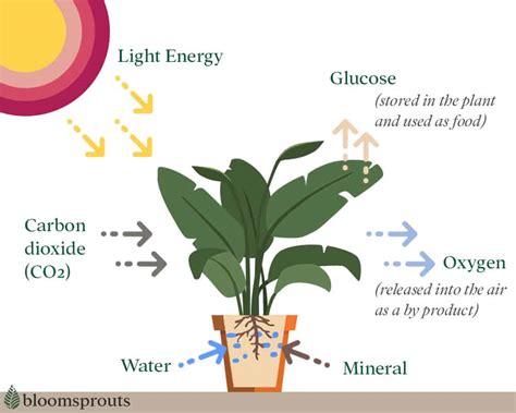 Grow Lights For Houseplants 101 Things To Know Before Buying