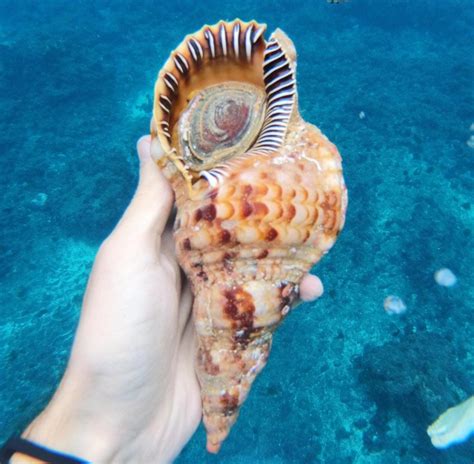 Atlantic Triton Snail From North Atlantic Ocean Güímar Es On December