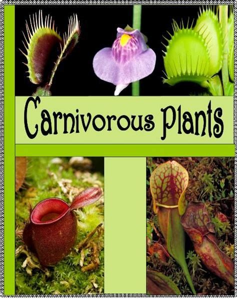 Rainforest Decorations Ideas: Carnivorous Plants Rainforest