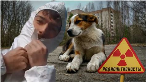 Petting A Radioactive Dog In Chernobyl Youtube