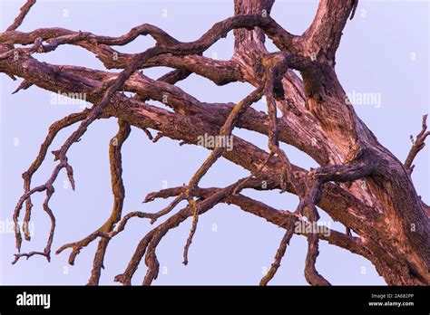 Black Winged Kite Elanus Caeruleus Elanio Azul Stock Photo Alamy