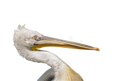 119 Pelican Nose Stock Photos Free And Royalty Free Stock Photos From