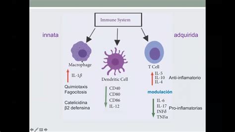 Vitamina D Como Inmunomodulador Evidencia Cl Nica Youtube