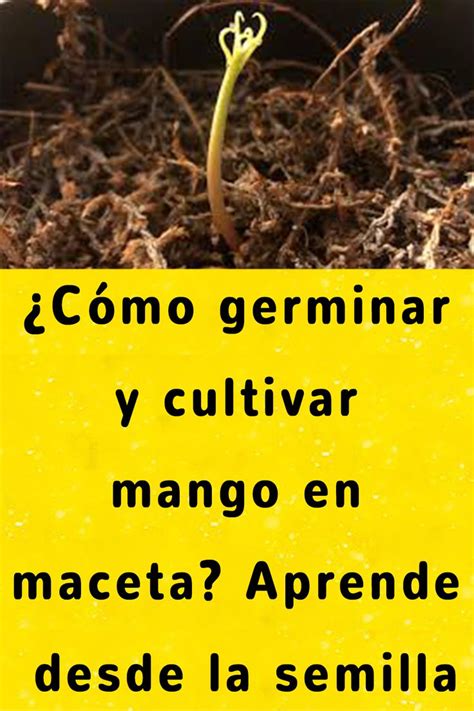 C Mo Germinar Y Cultivar Mango En Maceta Aprende Desde La Semilla