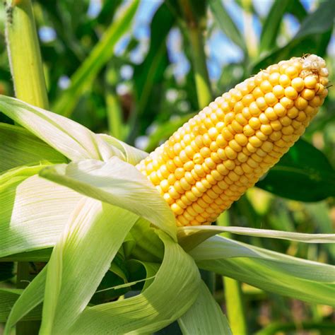 High Quality Hybrid F1 Yellow Sweet Waxy Corn Seeds For Planting