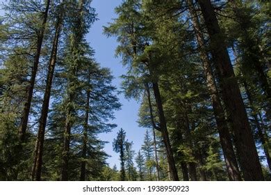 826 Deodar trees india Images, Stock Photos & Vectors | Shutterstock