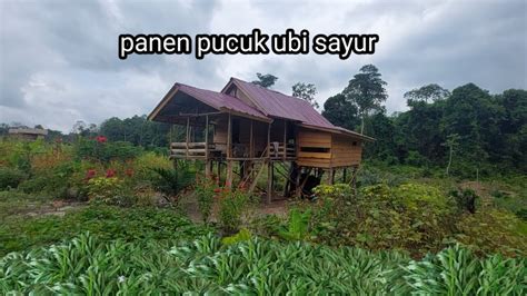 Panen Pucuk Ubi Sayur Untuk Di Kirim Sama Ayah Bang Bahok YouTube