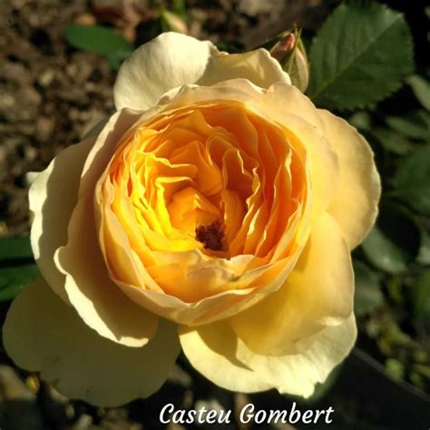 Купити саджанці рози Касто Гомбер (Casteu Gombert)- роза недорого с ...
