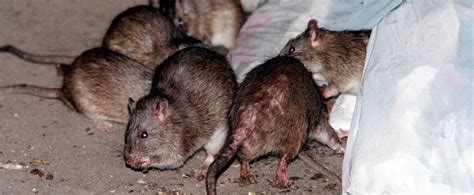 'Rat Tours': Tourists Are Now Paying To See Rats In New York City's ...