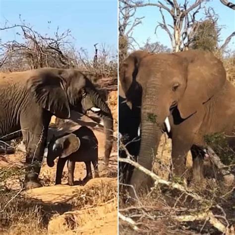 Elephants Rush To Babys Rescue After Her Cry