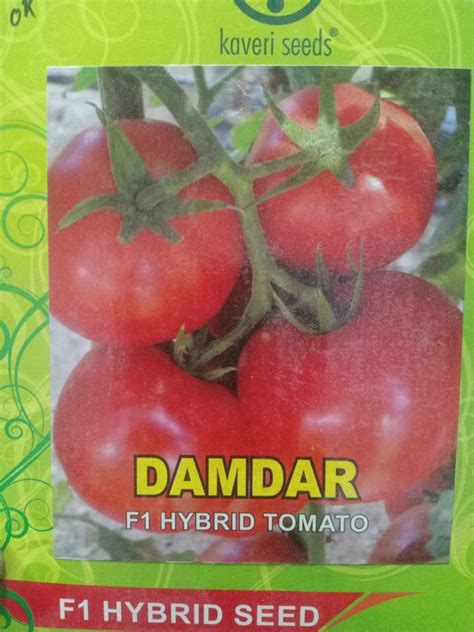 Green Kaveri Damdar F1 Hybrid Tomato Seed Packaging Type Packet