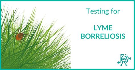 Testing For Lyme Borreliosis Biomedica