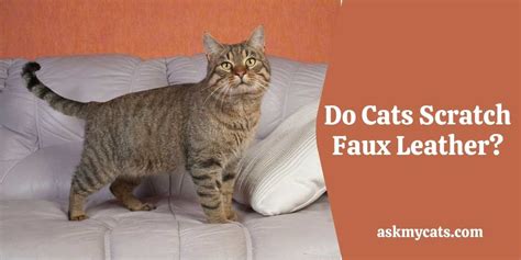 Do Cats Scratch Leather Realfaux Leather