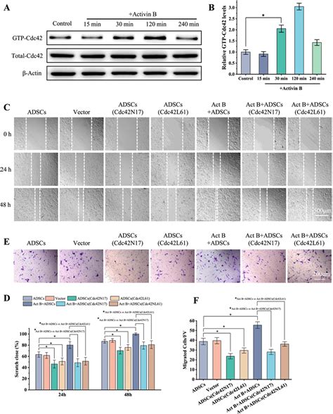 Cdc42 Regulates Activin B Mediated Adscs Migration In Vitro A Download Scientific Diagram