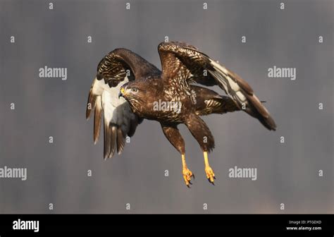 Attacking Buzzard Fotos Und Bildmaterial In Hoher Auflösung Alamy