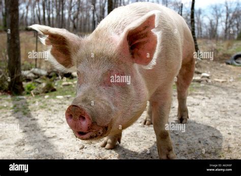 Pig Pink Pig Farm Animal Animal Ham Swine Large Swine Big Pig Pork