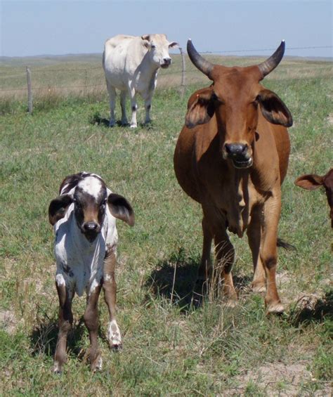 Indu Brazil Zebu — Stable Productions Exotic Animal Ranch