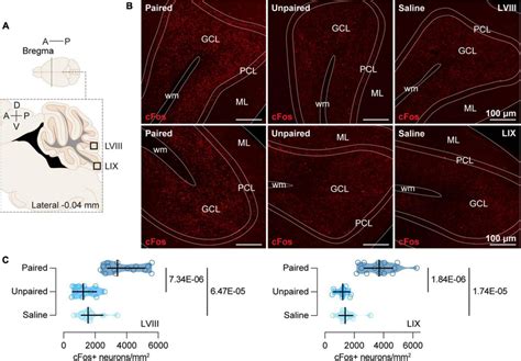 CFos Expression In The Posterior Cerebellum A Schematic