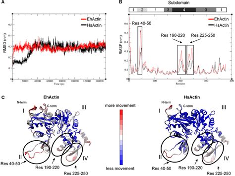 Molecular Dynamics MD Simulation Of EhActin And HsActin Backbone