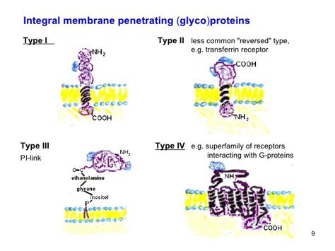 15 Glycoproteins Haemoproteins