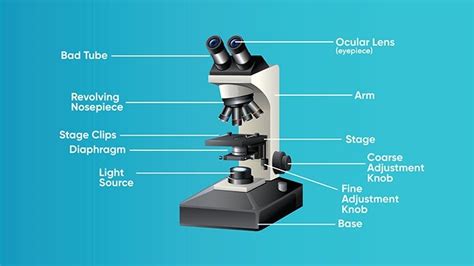 Bio 216 Lab Exam 1 Pt 1 Diagram Quizlet