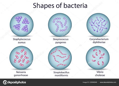 Bacteria shapes - firstqust