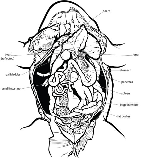 Frog Dissection