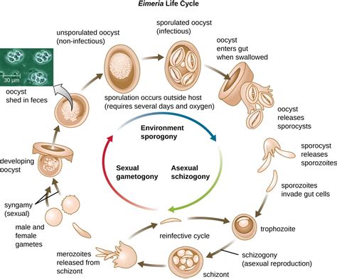 Balantidium Coli Life Cycle