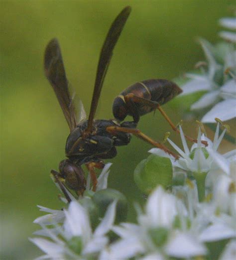 Northern Paper Wasp Project Noah