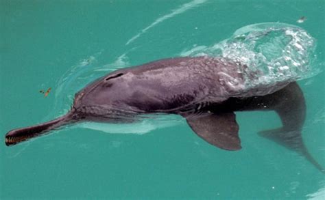 Ganga river dolphin in India faces extinction | Joydeep Gupta - China ...