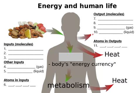 Inputs And Outputs Of Cellular Respiration Diagram Quizlet