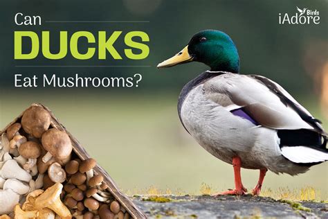 Can Ducks Eat Mushrooms 9 Benefits Full Guide Iadorebirds