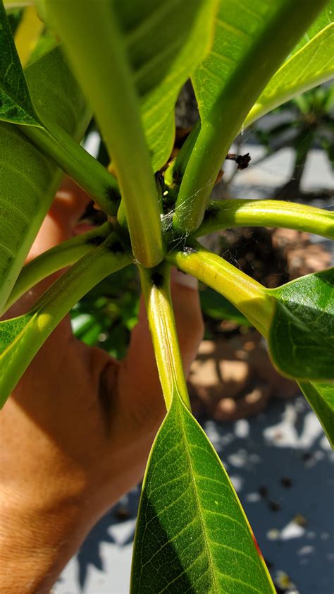 Plumeria Leaves Turning Black Why And How To Prevent Off