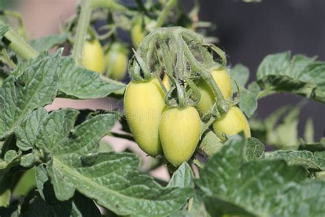 Tomates Verdes Sin Madurar Cultivados En Plantas En Huertos Imagen De