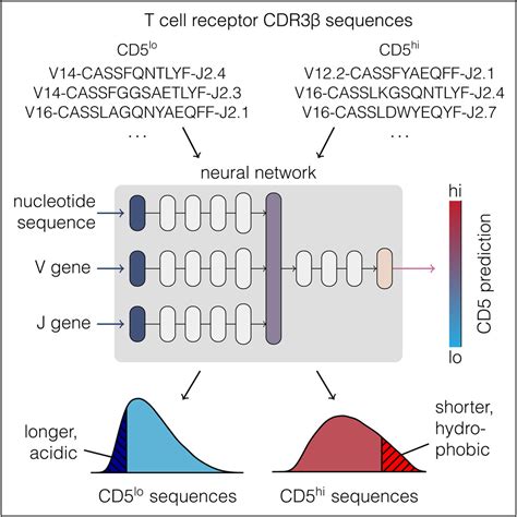 Machine Learning Analysis Of The T Cell Receptor Repertoire Identifies Sequence Features Of Self