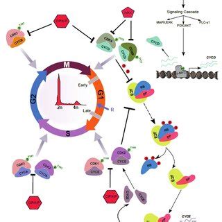 A Comprehensive Schematic Illustration Of Mammalian Cell Cycle